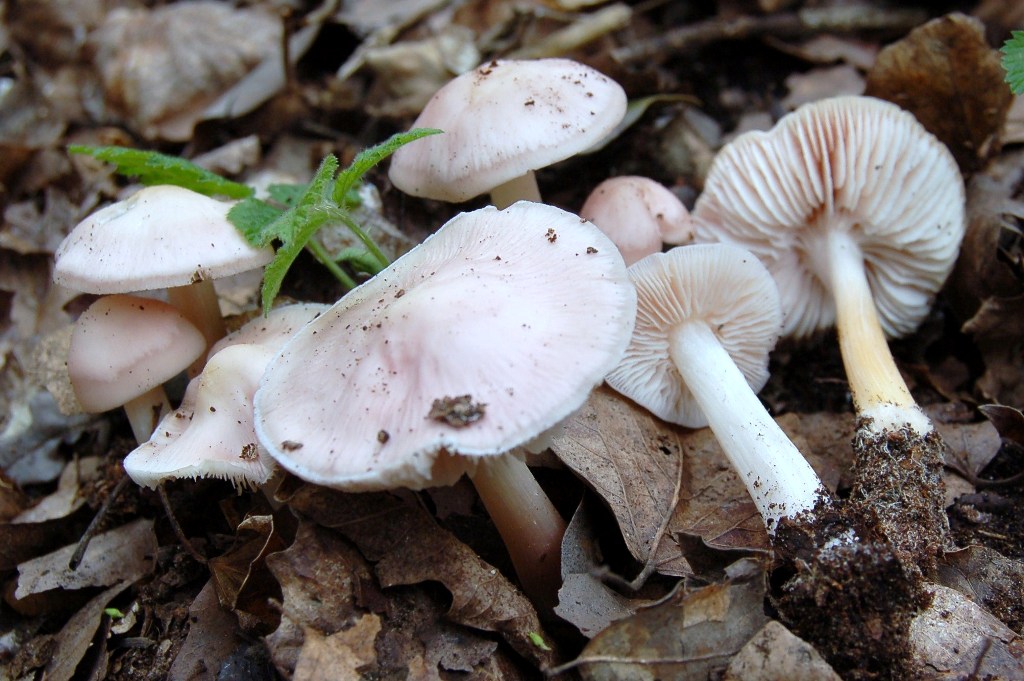 Giornata a San Rossore.